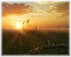 Закат над полем, Новгородская область